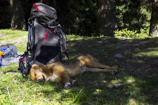 Czerwony pies leży w pobliżu plecak turystyczny w górach, pup — Zdjęcie stockowe