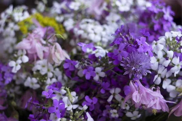 Molti Diversi Tipi Fiori Viola Viola Phlox Camomilla Bianca Campane — Foto Stock