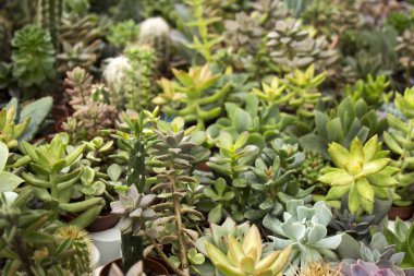 Küçük tencerelerdeki pek çok sulu şey satılıktır. Sonsuza kadar kapalı yeşil bitkiler.