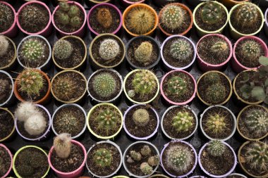 Mağazada birçok farklı tipte dikenli ve yeşil kaktüs plastik kaplarda satılıyor. Geçmişi. Yukarıdan görüntüle