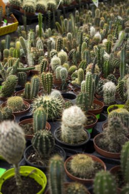 Cyclamen bir alp menekşesidir. Botanik bahçesindeki birçok pembe, beyaz ve kırmızı siklamen satılıktır. Parlak ve güzel kapalı alan çiçekleri, arka plan