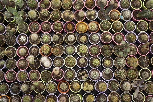 Muitos cactos espinhosos e verdes de diferentes tipos em vasos de plástico são vendidos na loja. Contexto. Vista de cima — Fotografia de Stock