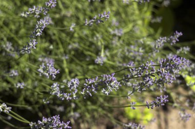 Bahçede mis kokulu lavanta yetişiyor. Güzel bitki, çiçek. Sağlık konsepti, aromaterapi