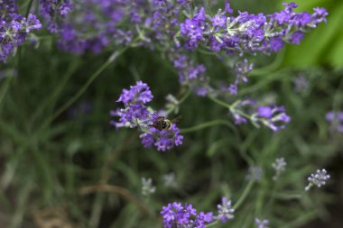 Bahçede mis kokulu lavanta yetişir, arı nektar toplar. Güzel bitki, çiçek. Sağlık konsepti, aromaterapi