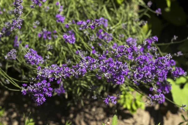 Fragrant lilac lavender grows in the garden. Beautiful plant, flower. Health concept, aromatherapy — Stock Photo, Image