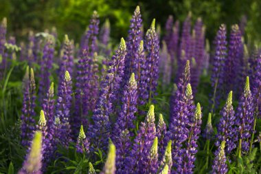 Mor lupinler. Ormanın yakınındaki bir tarlada açan güzel bahar çiçekleri. Doğa dışarıda.