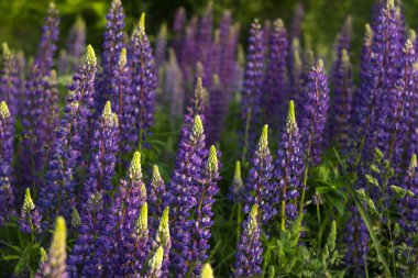 Mor lupinler. Ormanın yakınındaki bir tarlada açan güzel bahar çiçekleri. Doğa dışarıda.