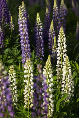 Beyaz ve mor lupinler - güzel bahar çiçekleri ormanın yakınında, arka planda çiçek açar.