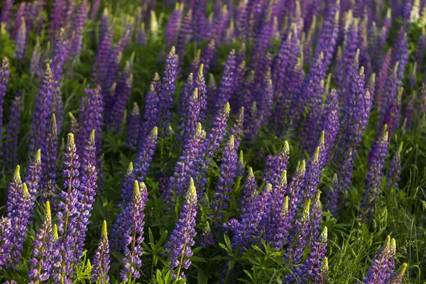 Lupins violets - belles fleurs printanières fleurissant dans un champ près de la forêt, en arrière-plan. Nature en plein air — Photo