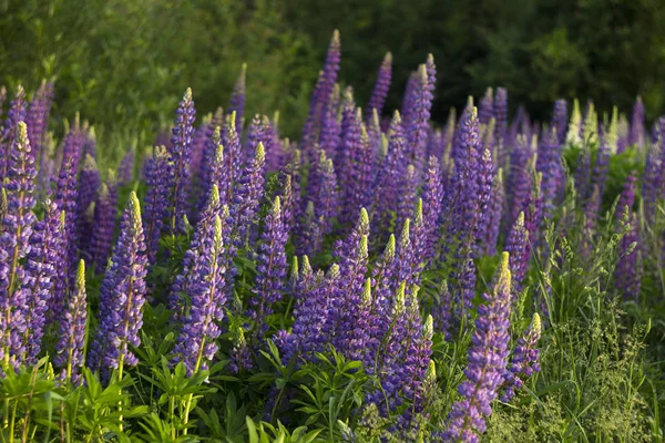 Purple lupins - beautiful spring flowers blooming in a field near the forest, background. Nature outdoors — Stock Photo, Image