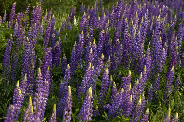 Lila lupiner - vackra vårblommor blommar i ett fält nära skogen, bakgrunden. Natur utomhus — Stockfoto