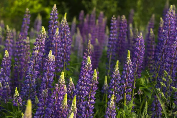 Lupins violets - belles fleurs printanières fleurissant dans un champ près de la forêt, en arrière-plan. Nature en plein air — Photo