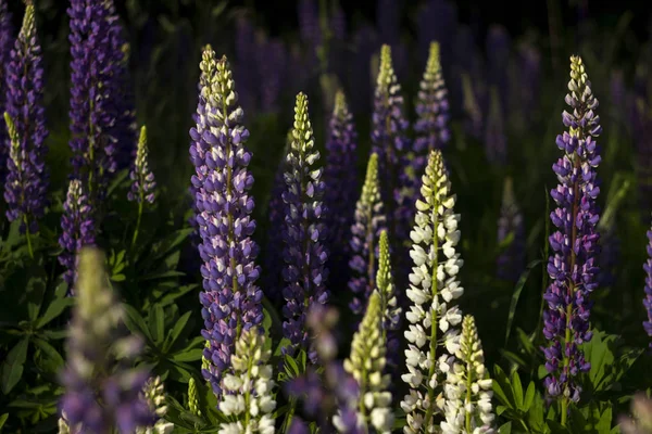 Белые и фиолетовые люпины - красивые весенние цветы цветут на открытом воздухе рядом с лесом, фон — стоковое фото