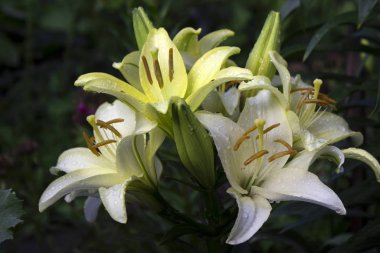 Güzel beyaz-yeşil zambak yazın bahçede yetişir. Yağmurdan sonra açan narin beyaz zambak, bir sürü damla, çiçek arkaplanı