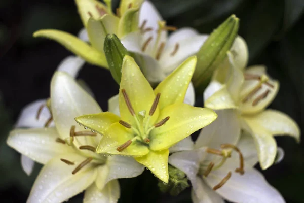 Beautiful white-green lily grows in the garden in summer. Blooming tender white lily after the rain, a lot of drops, flowers background