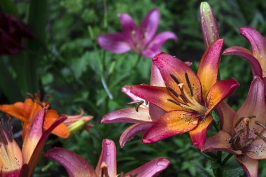 Güzel pembe zambak yazın bahçede yetişir. Yağmurdan sonra açan yumuşak pembe zambak, bir sürü damla, çiçek arkaplanı