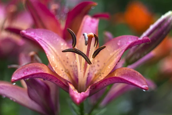 Lírio rosa bonito cresce no jardim no verão. Flor tenro lírio rosa após a chuva, um monte de gotas, flores fundo — Fotografia de Stock