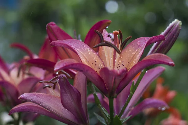 Lírio rosa bonito cresce no jardim no verão. Flor tenro lírio rosa após a chuva, um monte de gotas, flores fundo — Fotografia de Stock