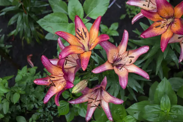 Lírio rosa bonito cresce no jardim no verão. Tendão floridoLírio rosa bonito cresce no jardim no verão. Flor tenro lírio rosa após a chuva, um monte de gotas, flores fundo — Fotografia de Stock