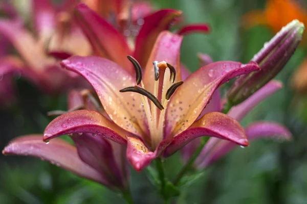 Lírio rosa bonito cresce no jardim no verão. Flor tenro lírio rosa após a chuva, um monte de gotas, flores fundo — Fotografia de Stock