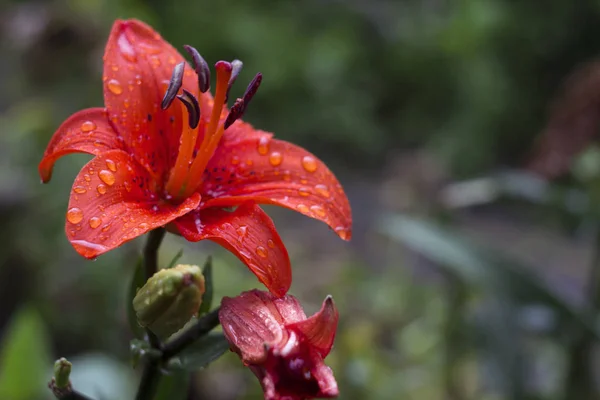 Beautiful orange lily grows in the garden in summer. Blooming tender orange lily after the rain, a lot of drops, flowers background — Stock Photo, Image