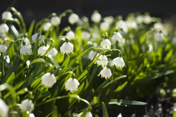 Leucojum Vernum est une plante bulbe de printemps qui ressemble au goutte-de-neige (Galanthus). Fleurs blanches précoces dans le jardin, fond — Photo