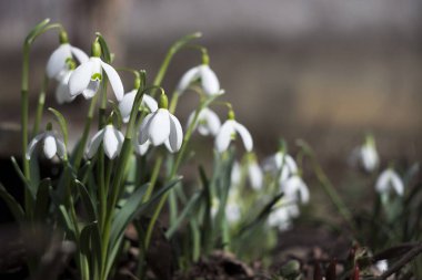 Leucojum Vernum, kar damlasına (Galanthus) benzeyen bir bahar bitkisidir. Bahçedeki ilk beyaz çiçekler, arka plan