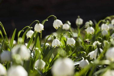 Leucojum Vernum, kar damlasına (Galanthus) benzeyen bir bahar bitkisidir. Bahçedeki ilk beyaz çiçekler, arka plan