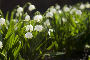 Leucojum Vernum, kar damlasına (Galanthus) benzeyen bir bahar bitkisidir. Bahçedeki ilk beyaz çiçekler, arka plan