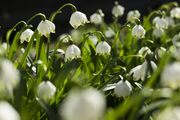 Leucojum Vernum, kar damlasına (Galanthus) benzeyen bir bahar bitkisidir. Bahçedeki ilk beyaz çiçekler, arka plan