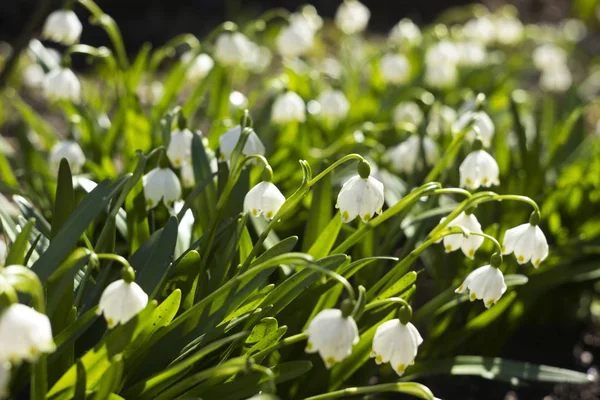 Leucojum Vernum est une plante bulbe de printemps qui ressemble au goutte-de-neige (Galanthus). Fleurs blanches précoces dans le jardin, fond — Photo