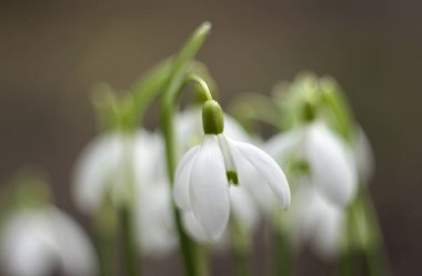 Beyaz kar damlaları (Galanthus nivalis) ilk bahar çiçeğidir. Bahçede çiçek açan kardamlaları, arka plan