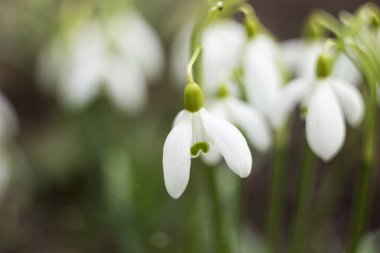 Beyaz kar damlaları (Galanthus nivalis) ilk bahar çiçeğidir. Bahçede çiçek açan kardamlaları, arka plan