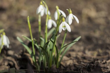 Beyaz kar damlaları (Galanthus nivalis) ilk bahar çiçeğidir. Bahçede çiçek açan kardamlaları, arka plan