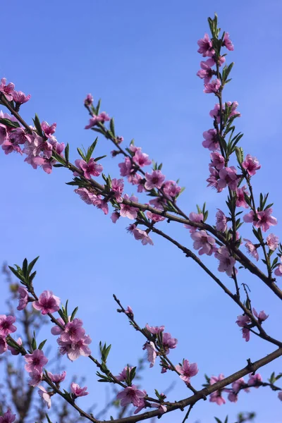 Персиковий цвіт - красиві рожеві квіти на гілках, на фоні блакитного неба. Концепція ранньої весни — стокове фото