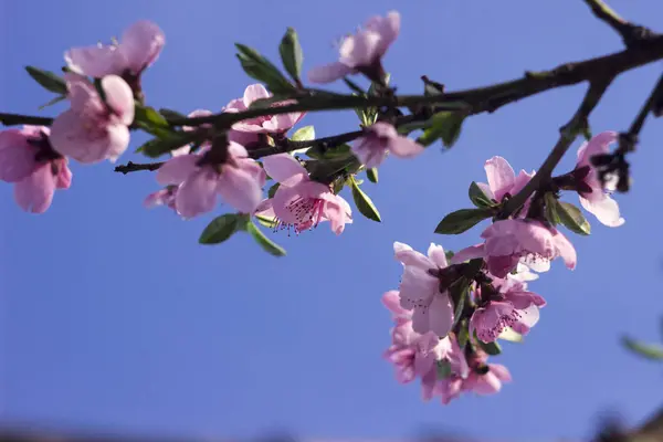 Персиковий цвіт - красиві рожеві квіти на гілках, на фоні блакитного неба. Концепція ранньої весни — стокове фото