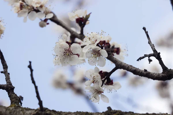 Flor de albaricoque - hermoso árbol de flores en el fondo del cielo. Concepto de primavera, árbol con flores blancas, flor — Foto de Stock