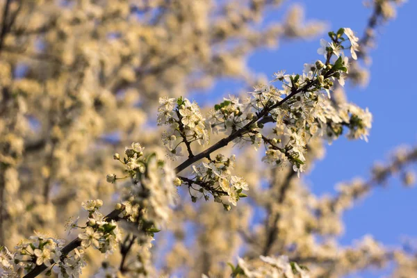 Прекрасне квітуче дерево на тлі неба. Весняна концепція, дерево з білими квітами, цвіте — стокове фото