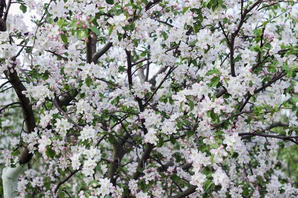 Kvetoucí jabloně na jaře, mnoho bílých květin kvete na stromě v zahradě za jasného počasí. Jarní koncept, pozadí — Stock fotografie