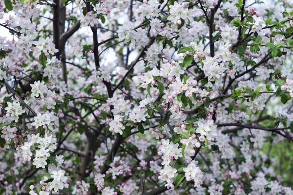 Kvetoucí jabloně na jaře, mnoho bílých květin kvete na stromě v zahradě za jasného počasí. Jarní koncept, pozadí červených a žlutých tulipánů — Stock fotografie