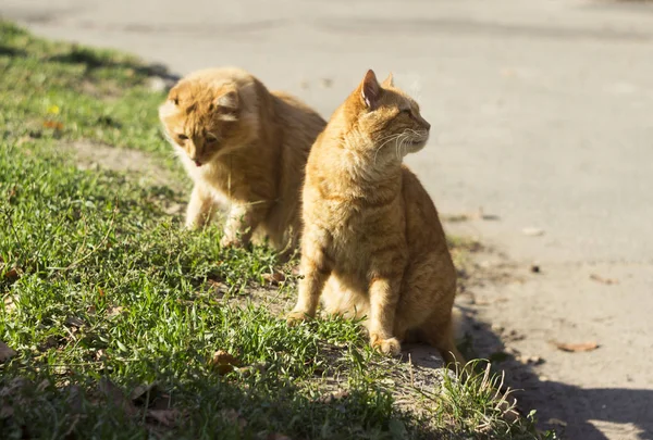 Dos gatos peludos rojos sentados sobre hierba verde en clima claro al aire libre, calentándose al sol. Animales hermosos sin hogar —  Fotos de Stock