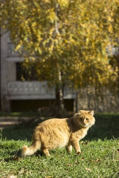 Açık havada çimlerin üzerinde kızıl saçlı tüylü kedi. Bir apartmanın yakınında evsiz hayvanlar. — Stok fotoğraf