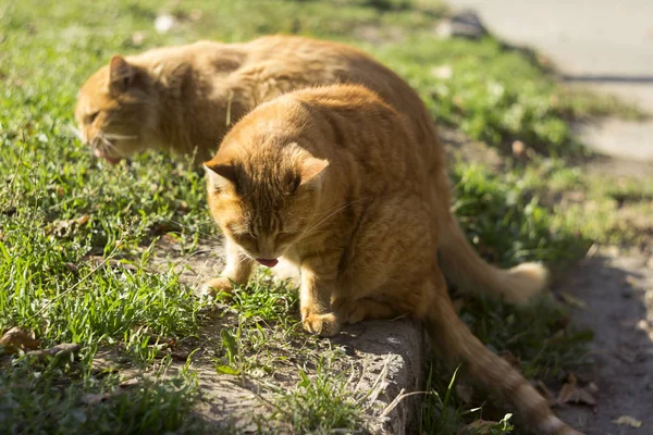 Sonbaharda açık havada yemek yiyen iki kırmızı tüylü kedi. Evsiz güzel hayvanlar — Stok fotoğraf