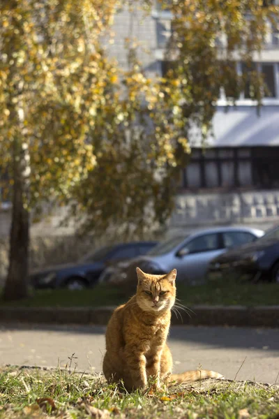 De roodharige harige kat zit bij helder weer buiten op het gras bij de weg. Dakloze dieren in de buurt van auto 's en flatgebouwen — Stockfoto