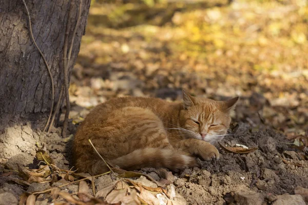 Güzel bir kızıl sokak kedisi sonbaharda bir ağacın altında yatar ve dinlenir. Evsiz hayvan. — Stok fotoğraf