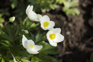 Anemone sylvestris (kardelen anemon) ilkbaharda çiçekli bir çok yıllık bitki, botanik bahçesinde beyaz çiçekler, arka plan. Bahar konsepti