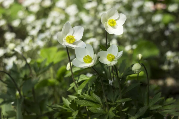 Anemone sylvestris (anémona de nieve) es una planta perenne que florece en primavera, flores blancas en el jardín botánico, fondo. Concepto primavera — Foto de Stock