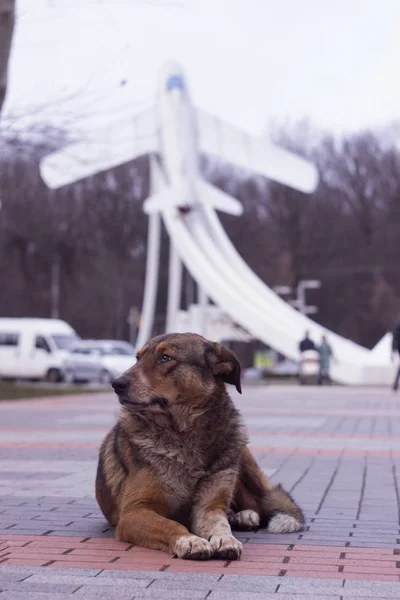 Duży bezpański pies siedzi na ulicy na tle samolotu. Smutny ciemnobrązowy pies, lekkomyślne zwierzę. Winnica — Zdjęcie stockowe