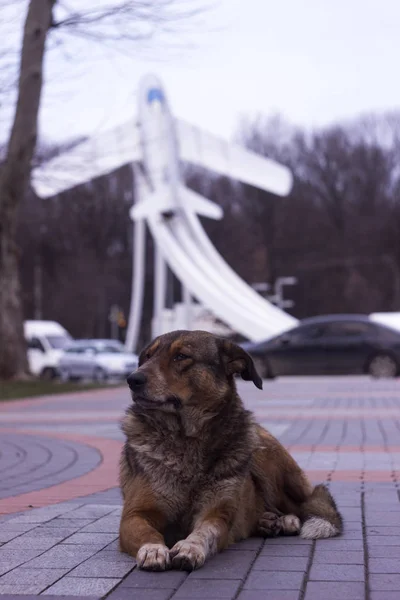 Duży bezpański pies siedzi na ulicy na tle samolotu. Smutny ciemnobrązowy pies, lekkomyślne zwierzę. Winnica — Zdjęcie stockowe