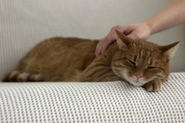 Beautiful red cat lying on white sofa. The pet is resting. — 스톡 사진
